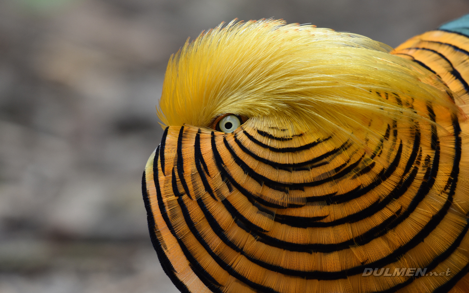 Golden pheasant (Chrysolophus pictus)